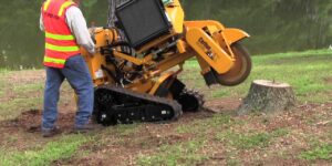 Professional Stump Grinding Services for a Pristine Landscape