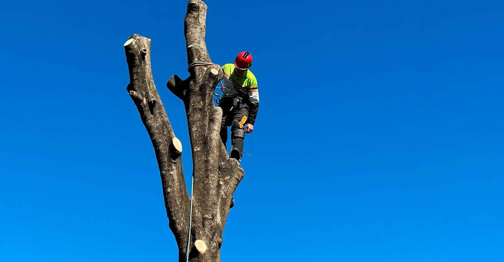 Sydney Tree Lopping