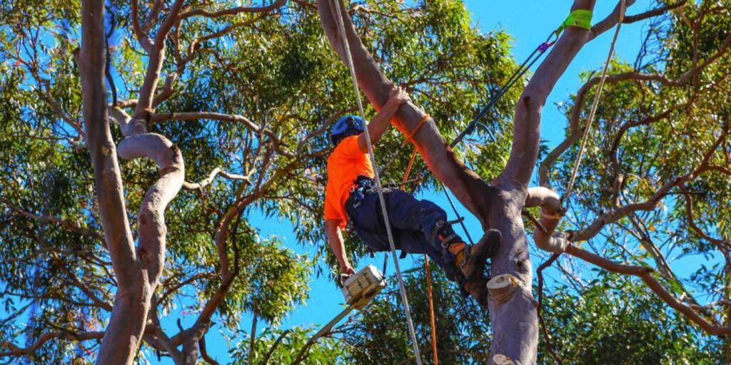 Sydney Tree Lopping