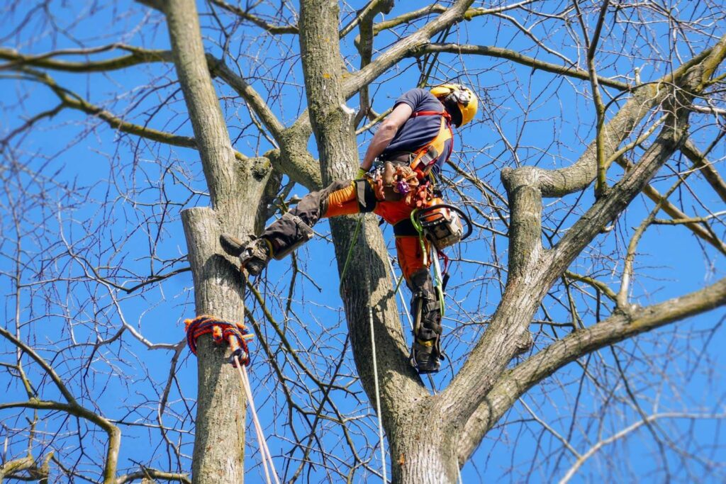 Sydney Tree Lopping